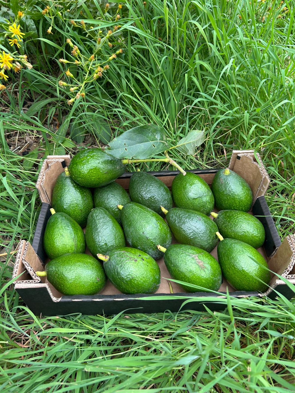 Frische Avocados