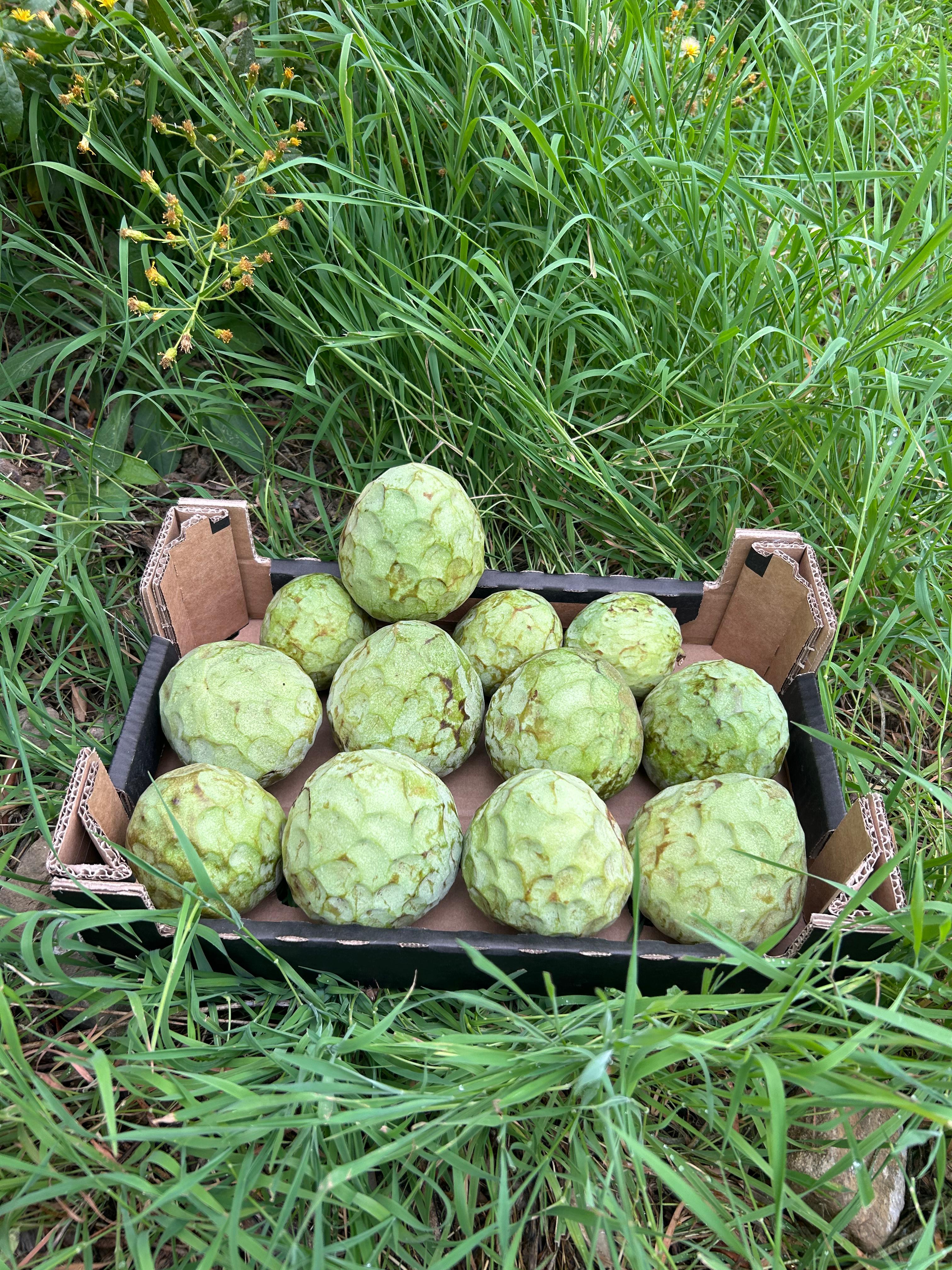 Cherimoyas