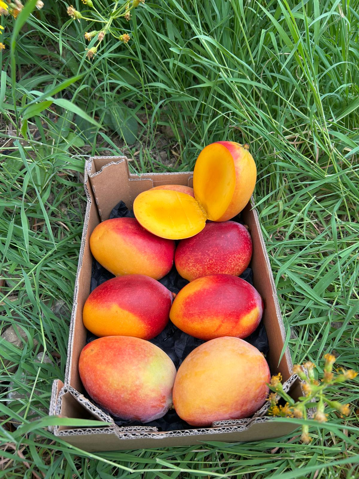 Süße Mangos